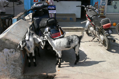 Chevres stationnees pres des motos